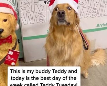Santa called—he said Teddy’s officially in charge of Christmas cheer AND Tuesdays.