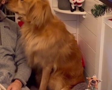 “Holiday snuggles are the best kind of gift ❤️”