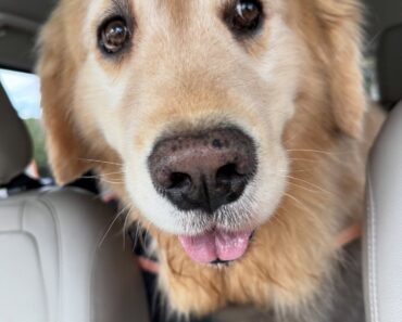 “Riding shotgun like the true Passenger Prince ✨”