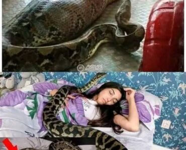 Woman slept with her python every night until the vet showed her a surprising ultrasound