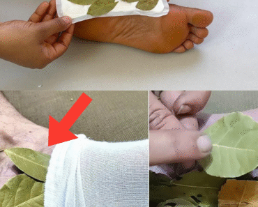 Discover the Surprising Benefits of Putting a Bay Leaf in Your Socks Discover the Surprising Benefits of Putting a Bay Leaf in Your Socks