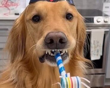 Today is a VERY special day… Happy Birthday, Teddy! ❤️ You’re not just a pup—you’re family, our joy, and the reason our hearts are so full. Here’s to more cuddles, treats, and tail wags!