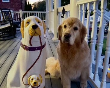 “Living my best life with the crazy dog lady ❤️