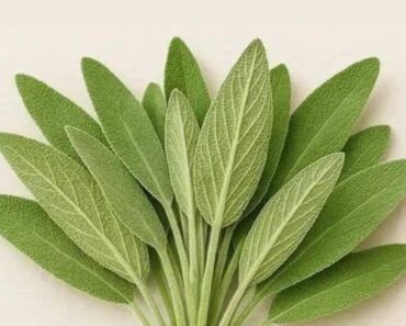 Everything you can do with this plant: all of Grandma’s uses