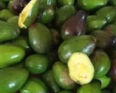 Doctors reveal that eating avocado causes…