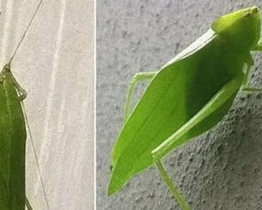 Hearing Grasshoppers at Night? Possible Explanations from Biology and Folklore