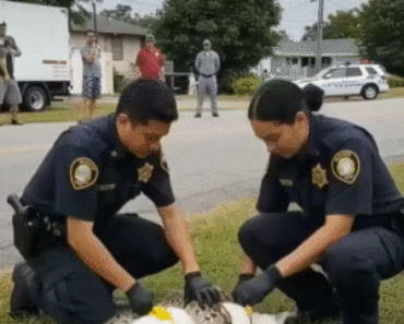 The Day a Little Stray Cat Led Me to an Unforgettable Discovery – Weekly News The Day a Little Stray Cat Led Me to an Unforgettable Discovery – Weekly News