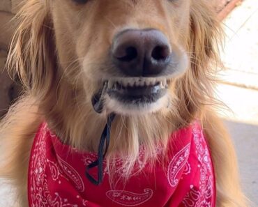 My dog started a petting zoo! My dog started a petting zoo!