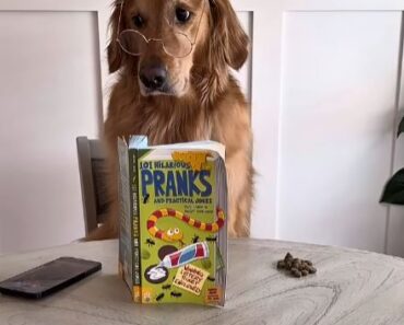 If dogs could text… If dogs could text…