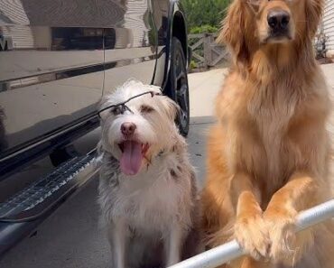 These dogs destroyed my truck! These dogs destroyed my truck!