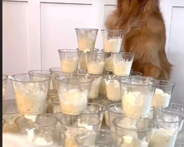 My dogs robbed my savings account!