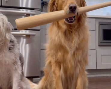 Teddy and Archie took home protection…