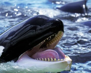 SAD NEWS: Thousands of people gathered hoping for a loving and memorable farewell, but the late trainer’s daughter’s touching tribute turned tragic when the distressed whale suddenly erupted, throwing her into the air and leaving her…