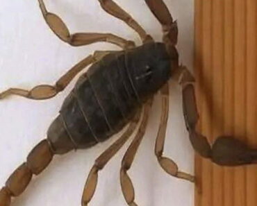 Spiritual meaning of scorpions. What messages do they give us? Spiritual meaning of scorpions. What messages do they give us?