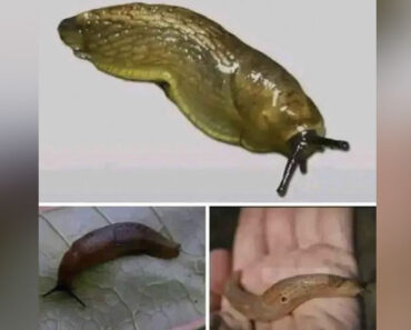 When a slug visits your house, it means you have… When a slug visits your house, it means you have…