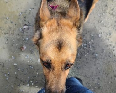 If your dog is sniffing your genital area, it means you have…See more – Daily News