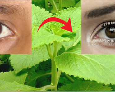 Home remedies for vision with oregano