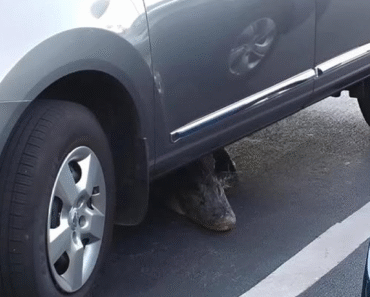 I Bent Down Thinking It Was Just a Plastic Bag Stuck Under My Car — But When the ‘Bag’ Shifted, a Pair of Eyes Opened and the Entire Block Froze in Terror at What Crawled Out I Bent Down Thinking It Was Just a Plastic Bag Stuck Under My Car — But When the ‘Bag’ Shifted, a Pair of Eyes Opened and the Entire Block Froze in Terror at What Crawled Out