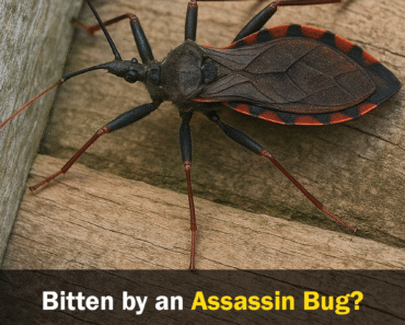 Bitten by an Assassin Bug? Here’s What You Should Do Immediately