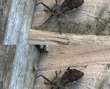 What To Do If Bitten By An Assass What To Do If Bitten By An Assass