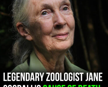 Legendary zoologist Jane Goodall’s c
