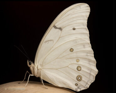 The Spiritual Meaning of White Butterflies in Your Home: Messages That Fly Silently The Spiritual Meaning of White Butterflies in Your Home: Messages That Fly Silently