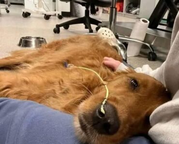 Our Sweet Teddy Hasn’t Been Feeling Well…