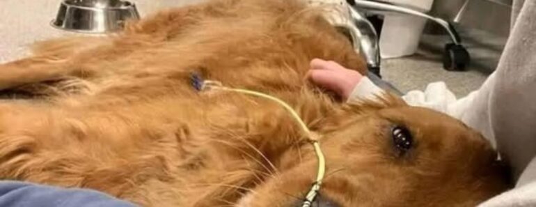 Our Sweet Teddy Hasn’t Been Feeling Well…