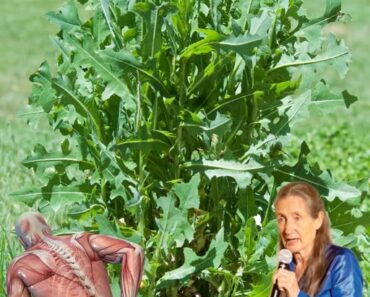 Unlocking the Secret Power of Prickly Lettuce: Why This “Weed” Is Nature’s Forgotten Healer