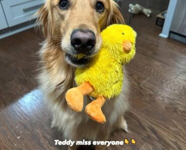 “When Their Eyes Say Everything: The Silent Pain of Seeing Your Best Friend Unwell”