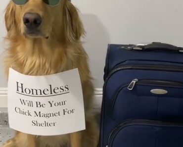 ery king deserves his castle  … and Teddy’s famous doghouse is nothing short of royal – Daily News