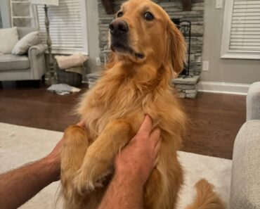 Teddy Is in the Hospital for Observation, and Teddy Really Misses You All Teddy Is in the Hospital for Observation, and Teddy Really Misses You All