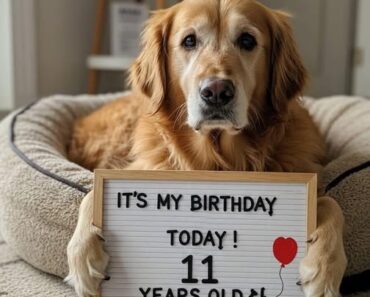 Today Is a Very Special Day… Happy Birthday, Teddy! ❤️