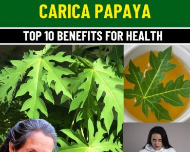 The Unbelievable Secret: The Bitter Leaf That Saved My Life! Why Doctors Are Stunned By What Papaya Leaves Do To Your Blood The Unbelievable Secret: The Bitter Leaf That Saved My Life! Why Doctors Are Stunned By What Papaya Leaves Do To Your Blood