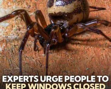 Urgent Warning! Keep Windows Shut to Stop Urgent Warning! Keep Windows Shut to Stop