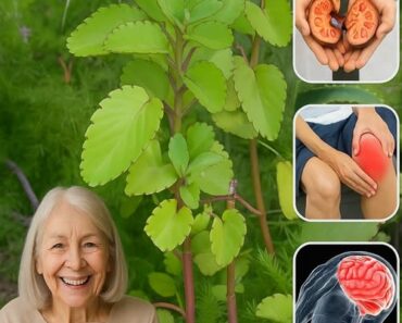The Living Pharmacy: Kalanchoe Pinnata – Unveiling the Miracle Leaf That Heals Your Body From the Inside Outok
