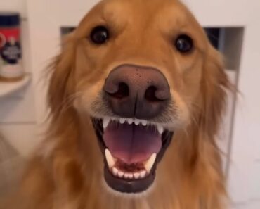 “Golden Retrievers: equal parts lovebug and comedian.  Life’s never boring with their goofy hearts and endless smiles