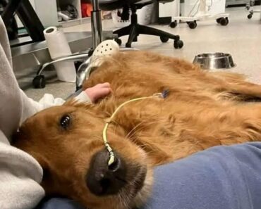 SAD NEWS: 30 Minutes Ago – Everyone, Teddy Is Sick