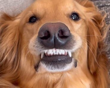 Teddy Tuesday, BatDog Style!