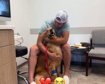 our brave boy Teddy will be going in for surgery soon.