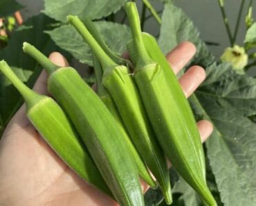 Doctors reveal that eating okra causes …