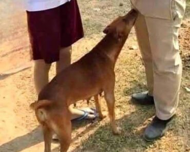 Dog Sniffing Behavior, Natural Instinct