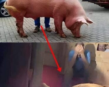 The pregnant sow went into labor with a high fever, and they feared she might not survive. The pregnant sow went into labor with a high fever, and they feared she might not survive.