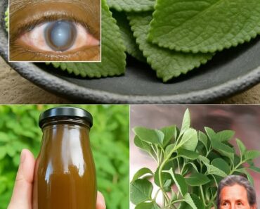 Unlocking Nature’s Secret: 18 Reasons Why Oregano (Orégano Orejón) Is the Must-Have Super-Herb Your Home Needs