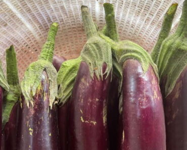 Doctors reveal that eating eggplants causes Doctors reveal that eating eggplants causes