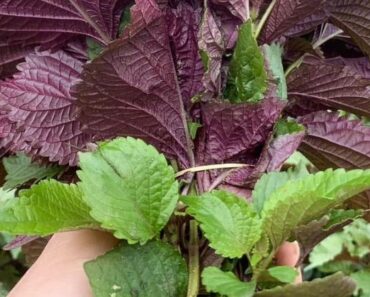 Doctors Revealed That Eating Perilla Leaves Causes Doctors Revealed That Eating Perilla Leaves Causes