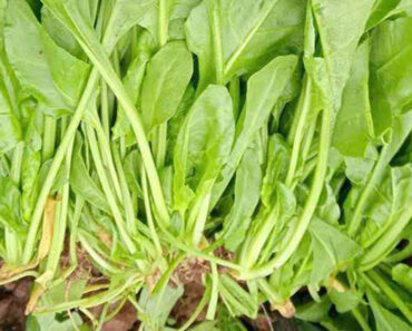 Doctors reveal that eating spinach causes Doctors reveal that eating spinach causes