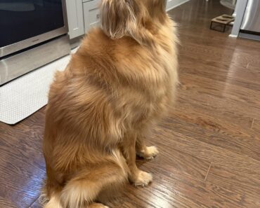 Is it dinner time yet? Is it dinner time yet?