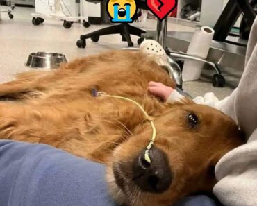 SAD NEWS: 30 Minutes Ago – Everyone, Teddy Is Sick… SAD NEWS: 30 Minutes Ago – Everyone, Teddy Is Sick…