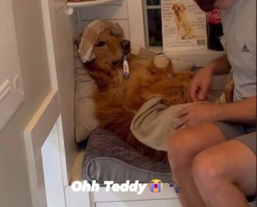 SAD NEWS: 30 Minutes Ago – Teddy Misses Everyone So Much SAD NEWS: 30 Minutes Ago – Teddy Misses Everyone So Much